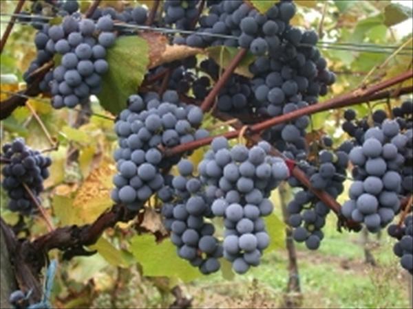Serviciul Fiscal de Stat acordă suport producătorilor naţionali de vinuri
